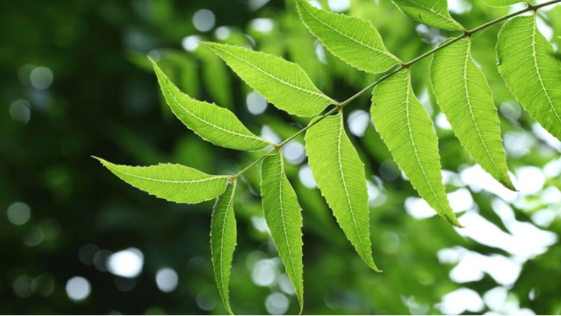 Azadirachta Indica ၁