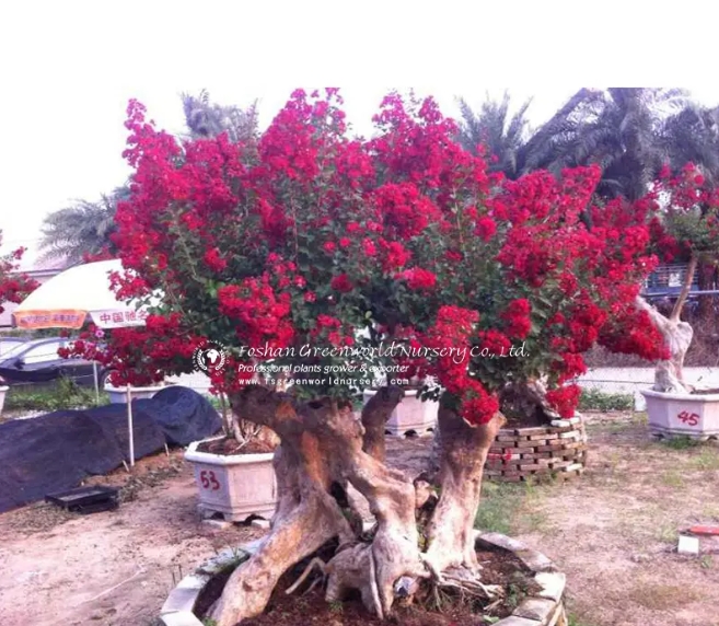 Lagerstroemia Indica (2)